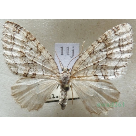 Nothocasis sertata (Hübner, 1817) Płatynka jaworówka Czech11j